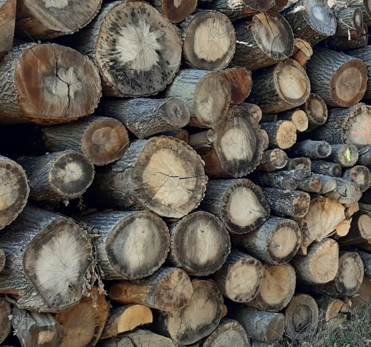 Vékony tűzifagyűjtési lehetőség a KEFAG Zrt.-nél