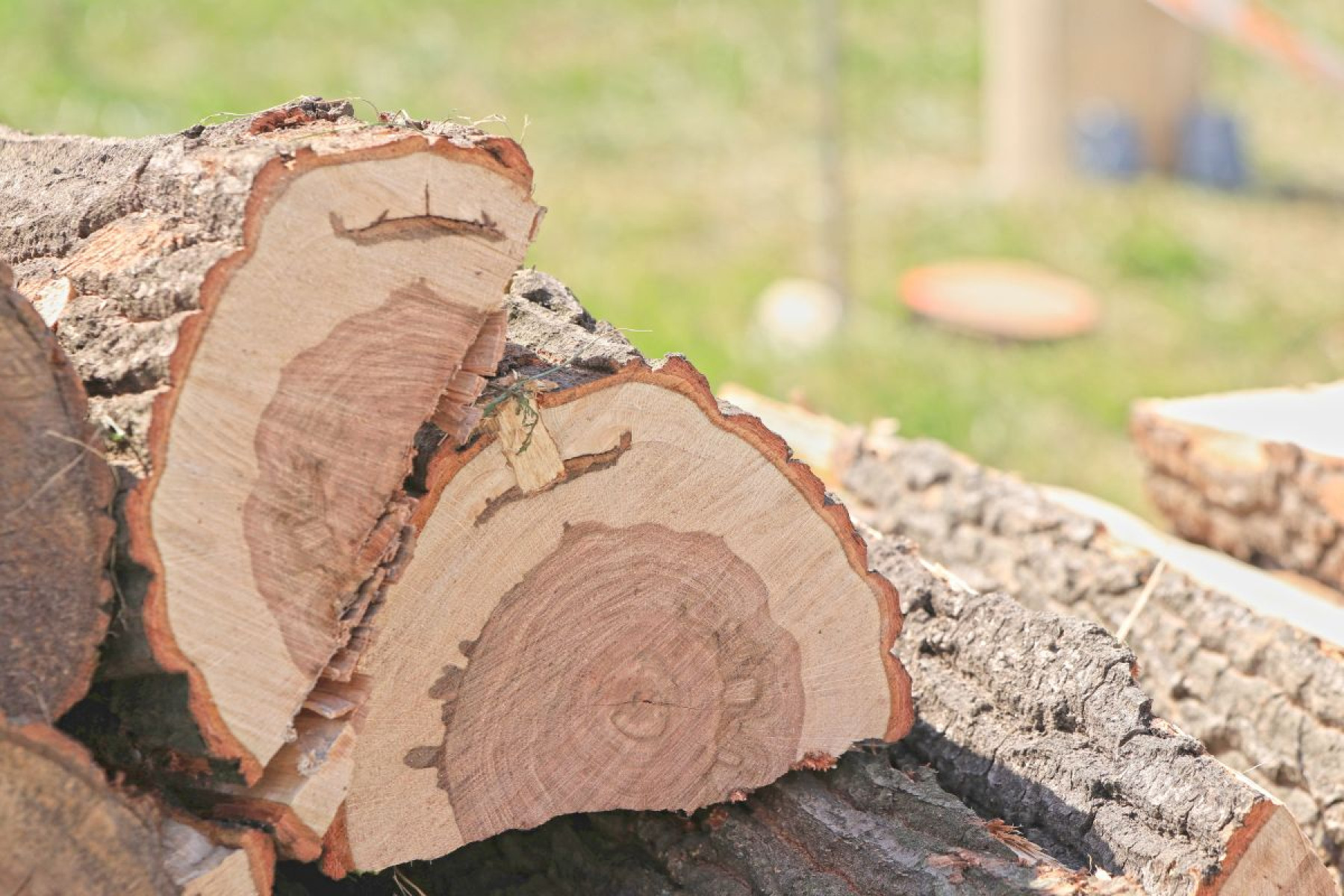 Rászorulóknak ajánlották fel a tűzifát a STIHL fakitermelő versenyén