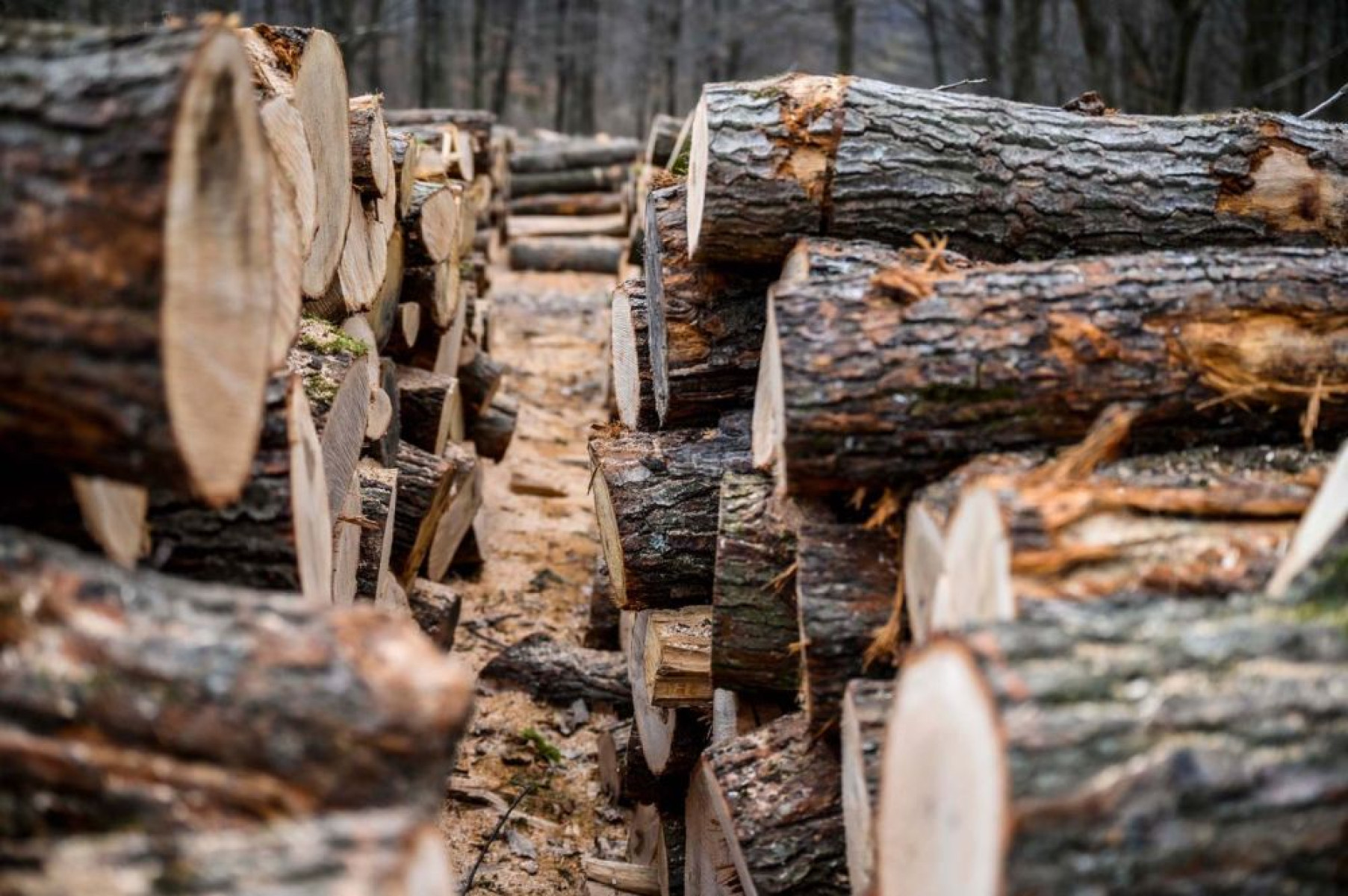 Agrárminiszter: 3600 ember óriási ütemben dolgozik a hatósági tűzifa kitermelésén