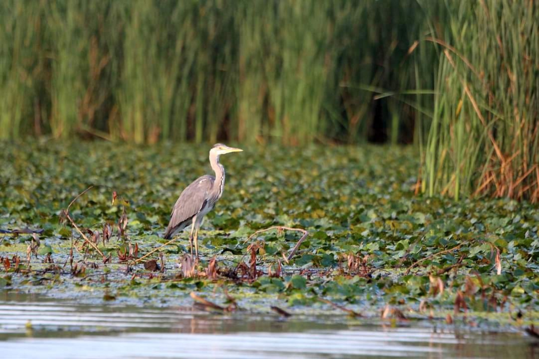 Vízimadár-védelmi ülésnek ad otthont Magyarország