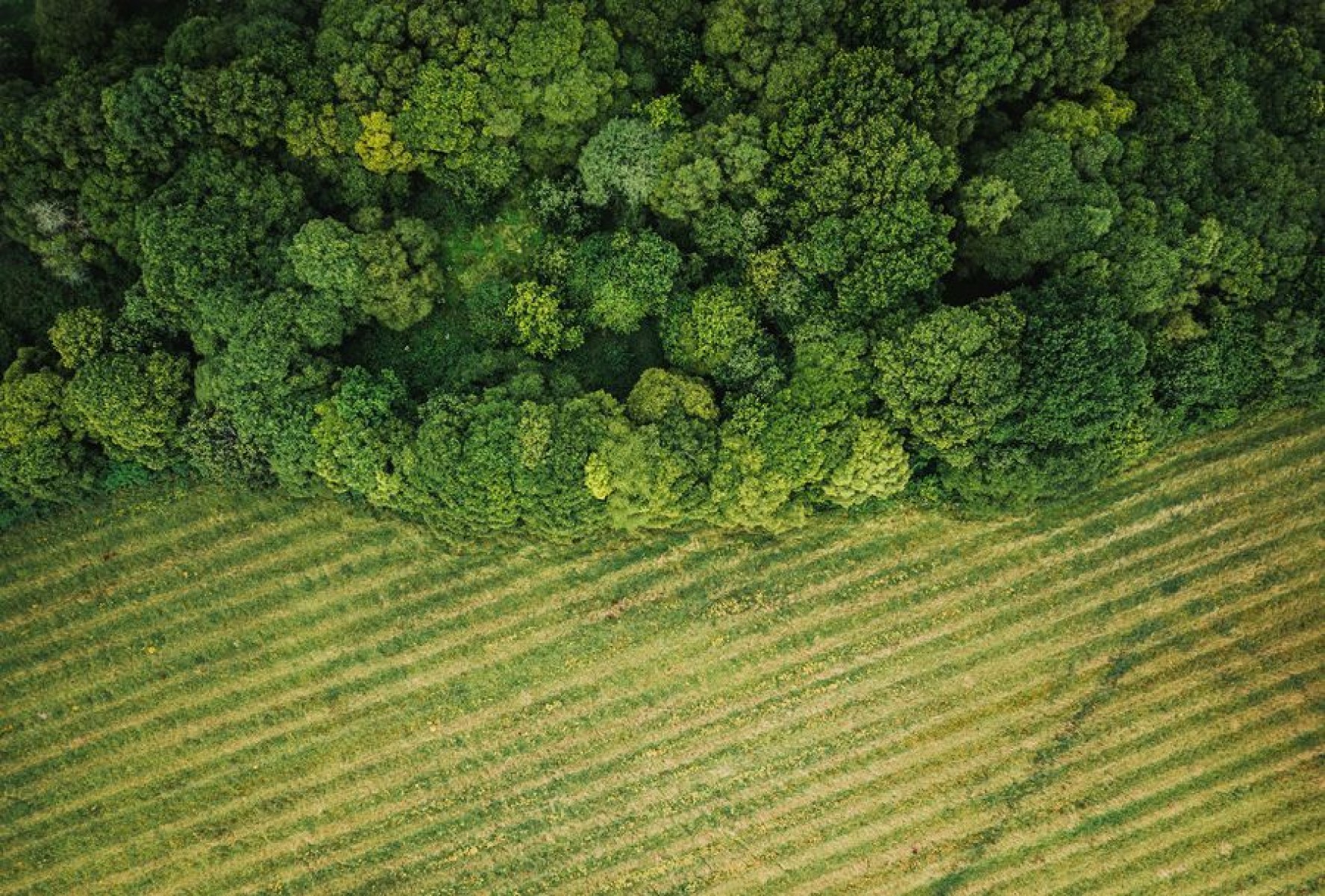 Az agrárerdészet a lehetséges kiút az ökológiai zsákutcából?