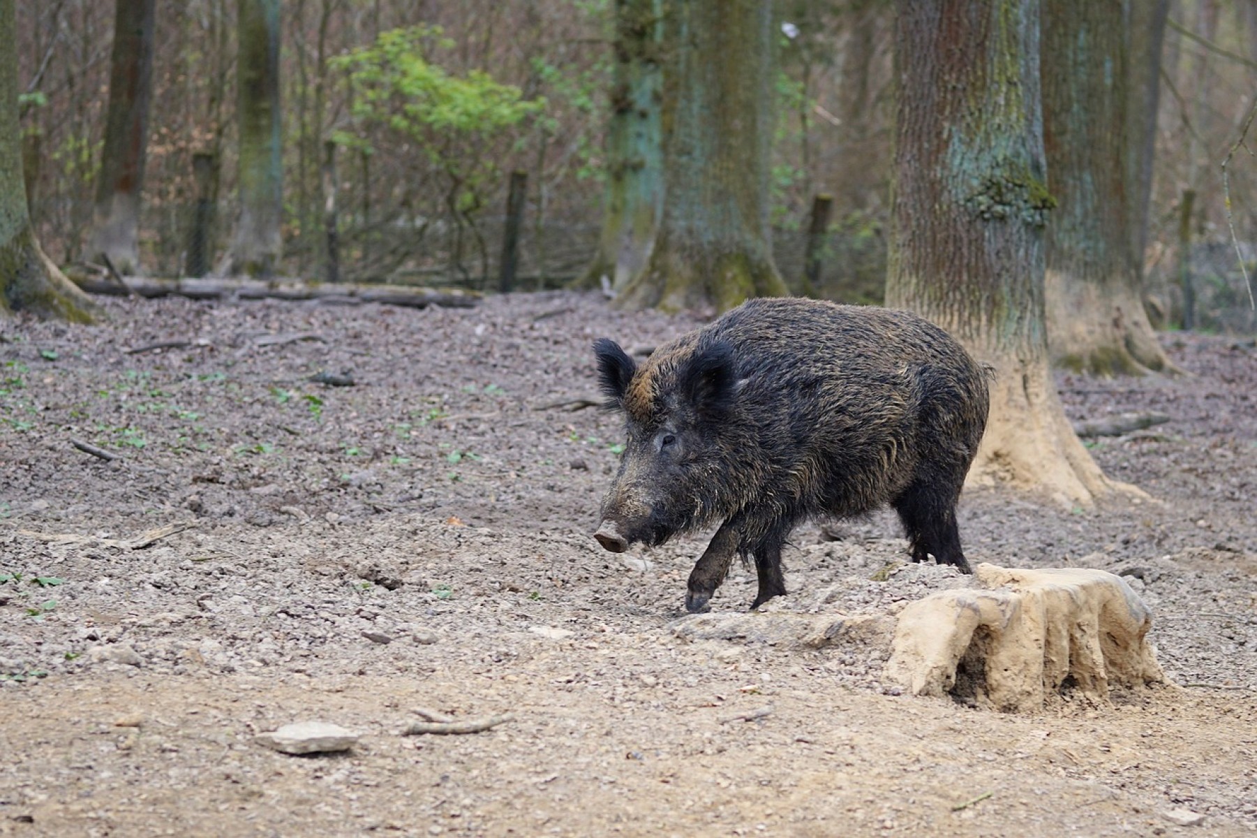 Kilőtték a Margitszigeten felbukkant vaddisznót