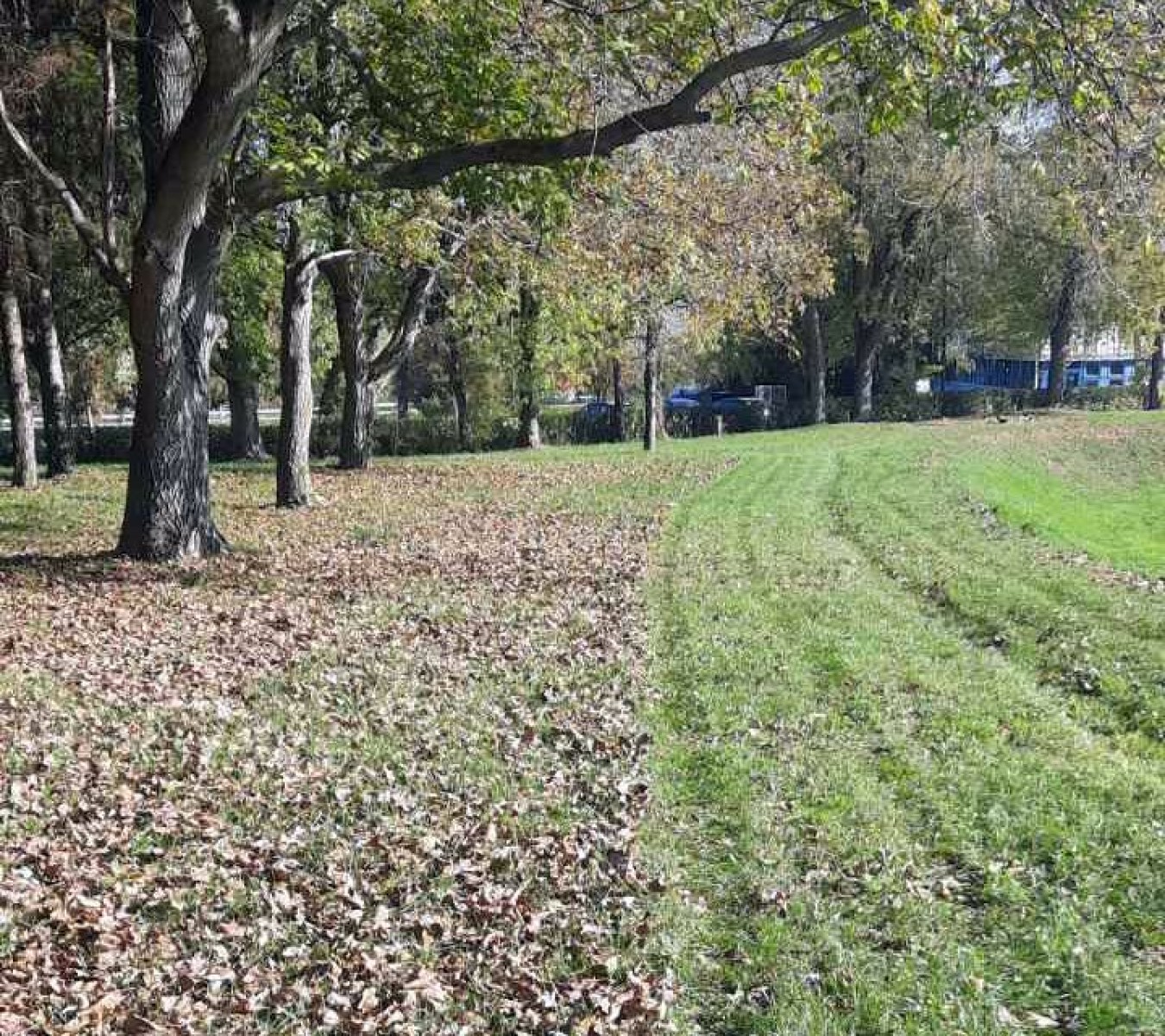 Fenntartható megoldás a lehullott falevelek kezelésére