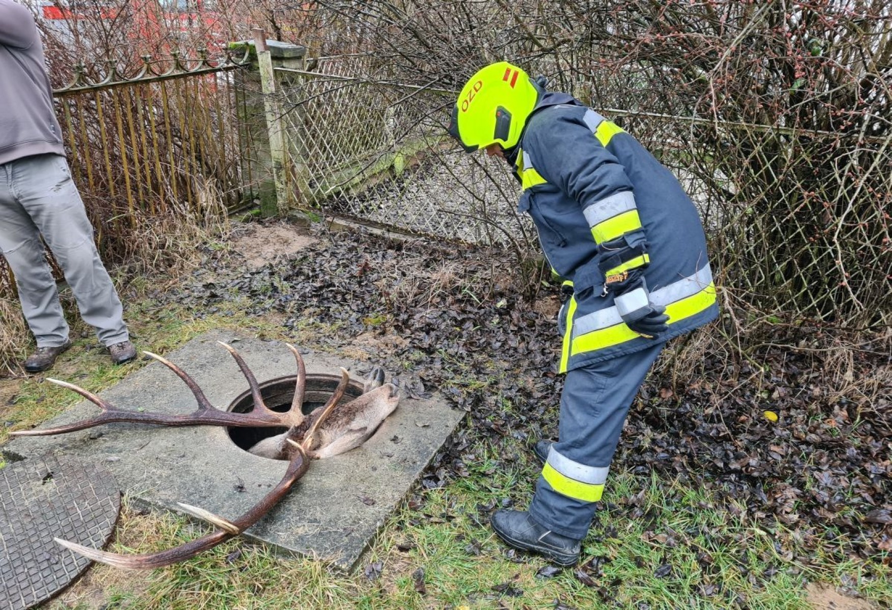 Aknába esett szarvast mentettek a tűzoltók (+KÉPEK)