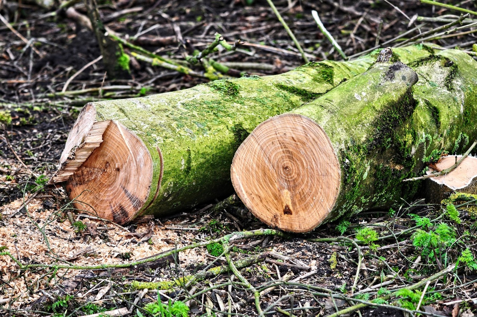 Figyelmeztető lövésekkel állították meg a fatolvajokat Maros megyében