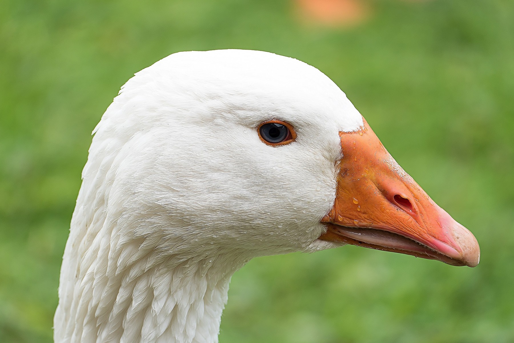 Békés vármegyében is megjelent a madárinfluenza