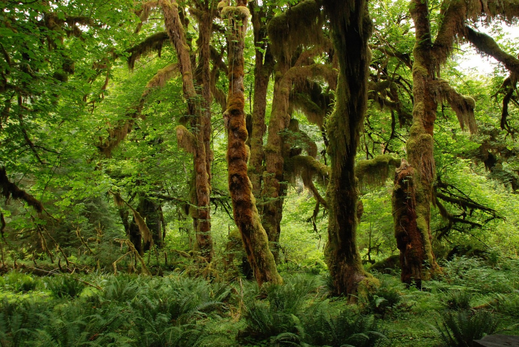 Óriásit ugrott az illegális erdőirtás az elmúlt évtizedben a brazíliai Amazonas vidékén