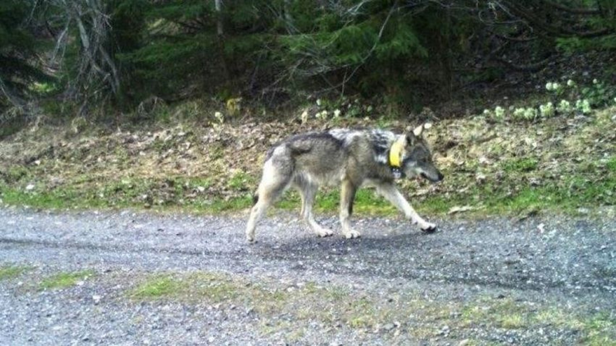 A Vadászkamara határozottan elítéli a jeladós farkas lelövését