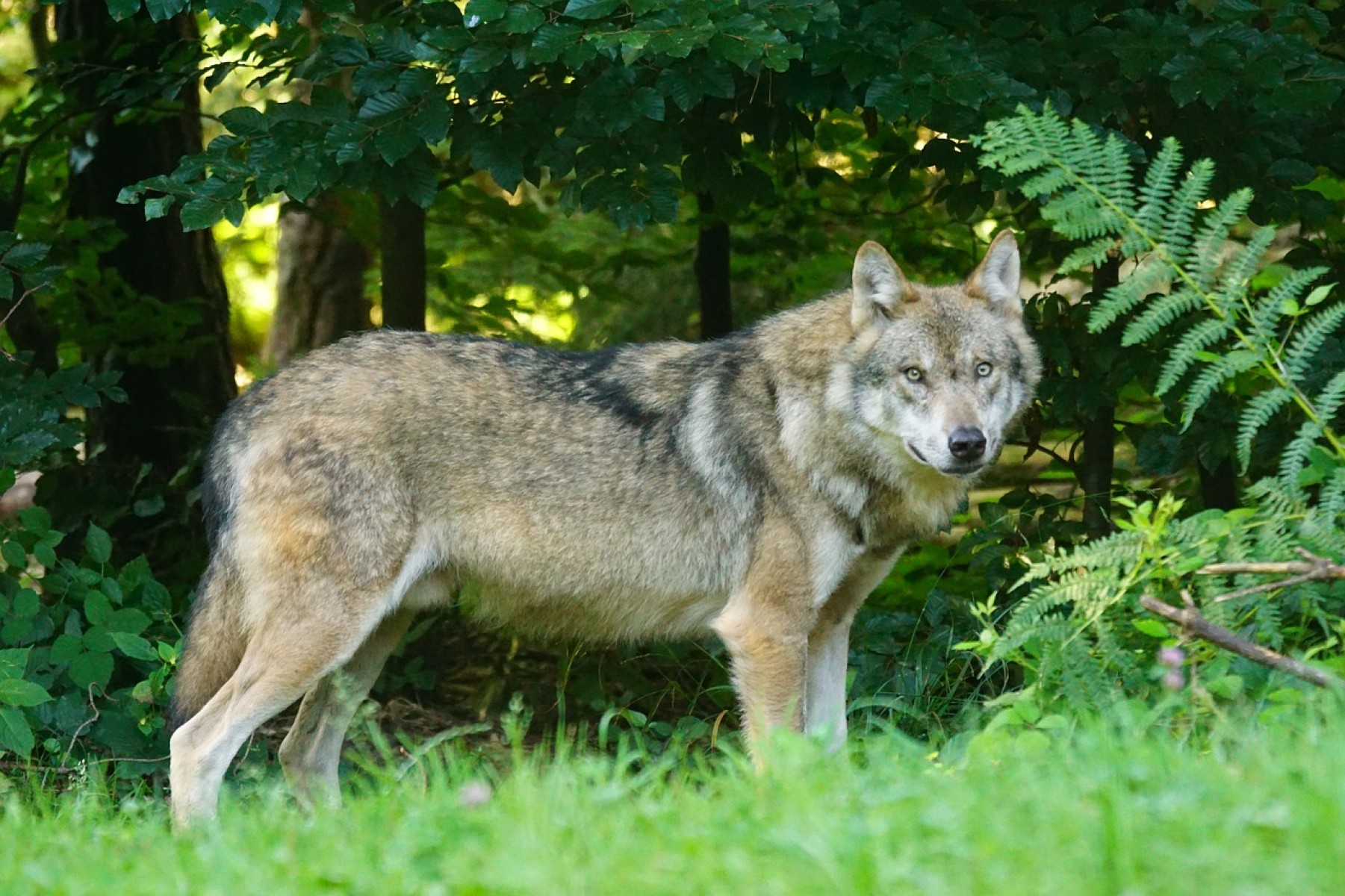 Kutatások szerint a gímszarvas lehet a szürke farkas legkedveltebb tápláléka