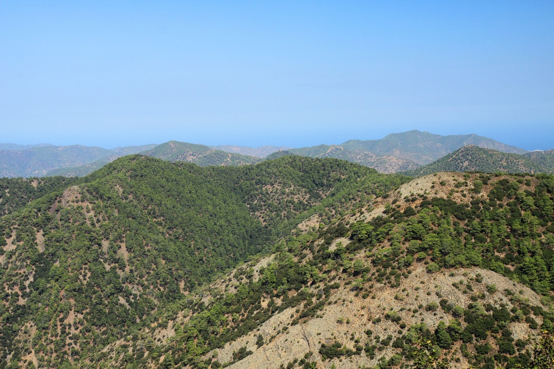 Milyen sors vár a Mediterráneum erdeire?