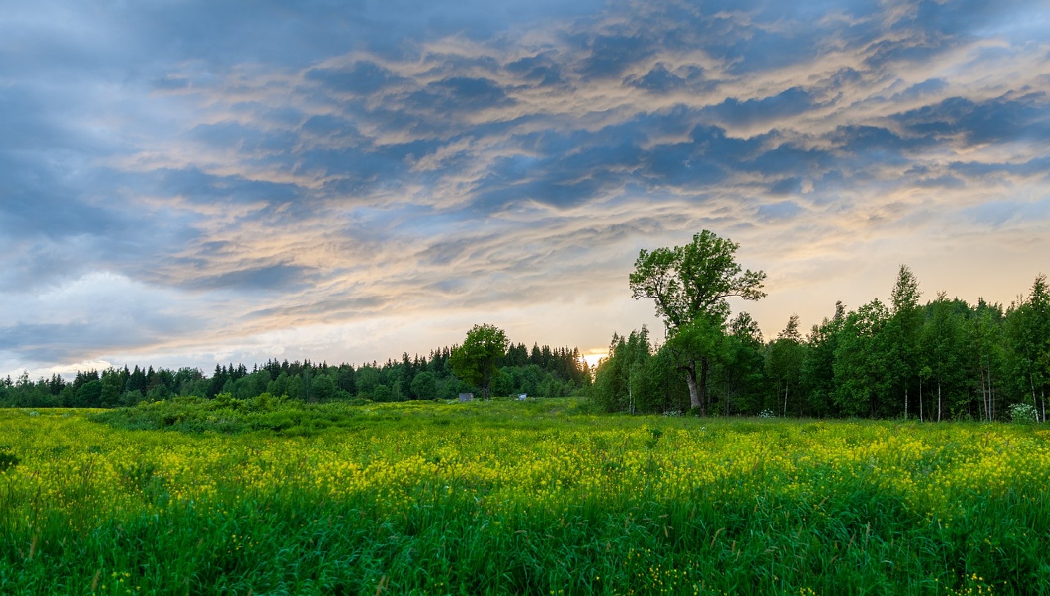 Komoly megfontolás előtt a pályázók: erdőtelepítés Natura 2000 gyepterületen