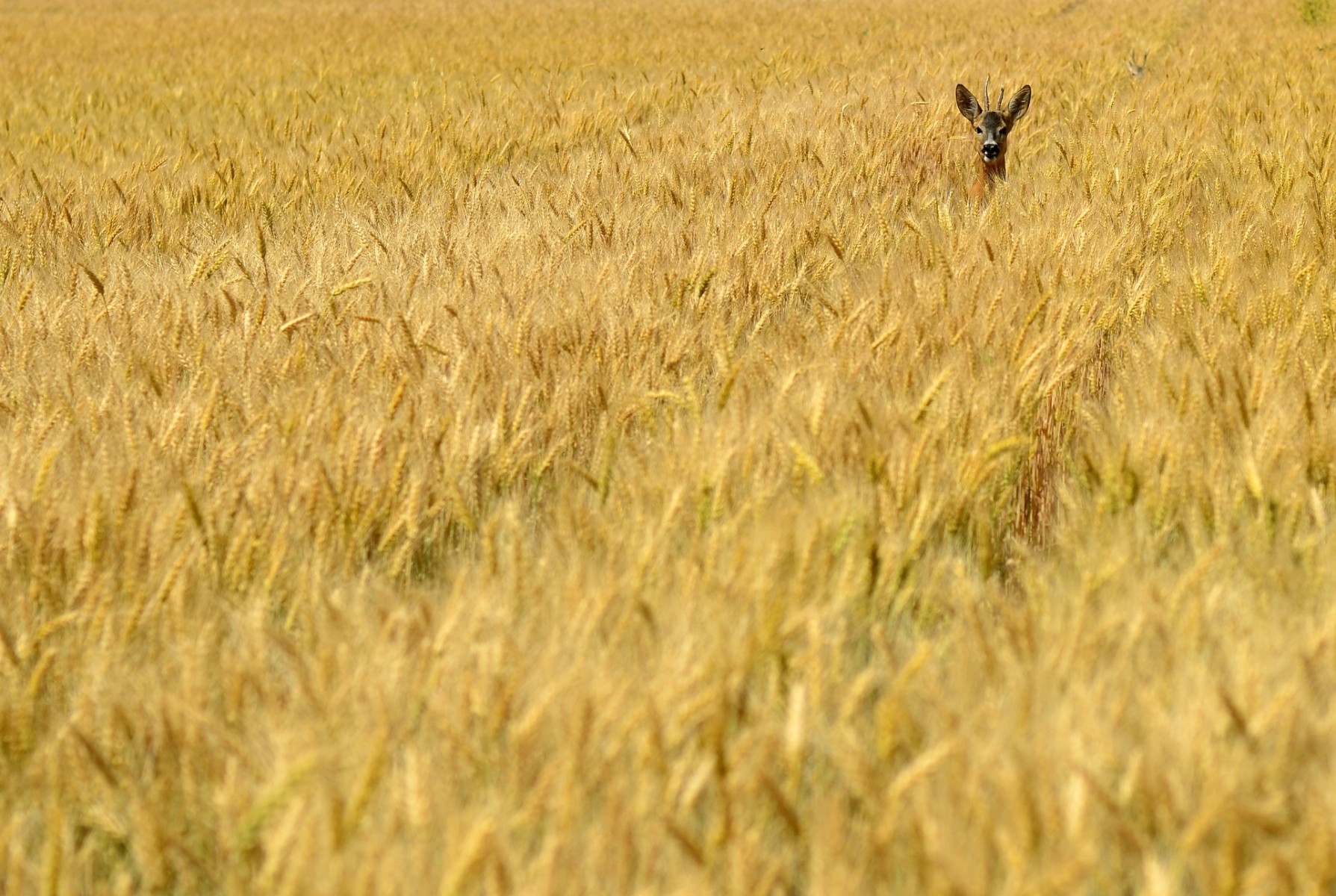 Vadkímélő és fenntartható mezőgazdasági gyakorlatok – pódiumbeszélgetés a FeHoVán