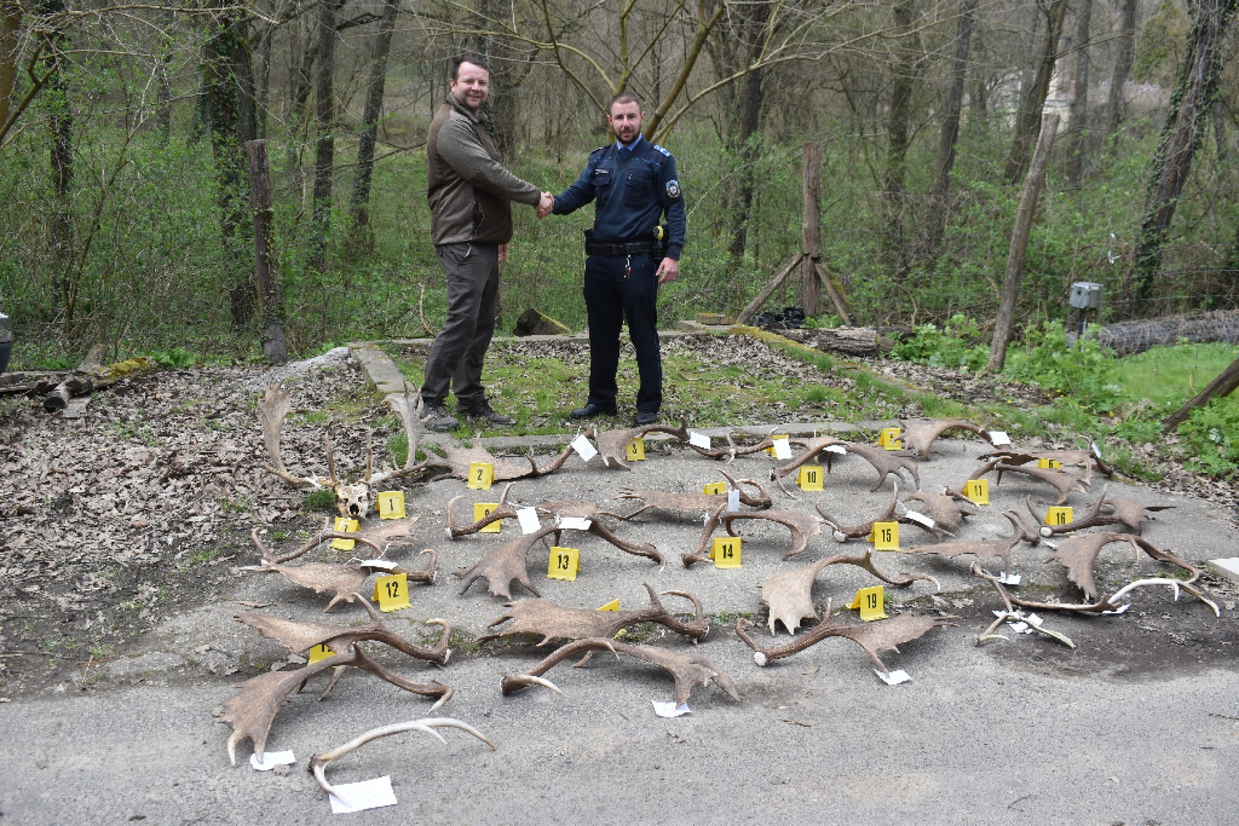 Nagyjából 40 kilónyi agancsot gyűjtöttek be engedély nélkül