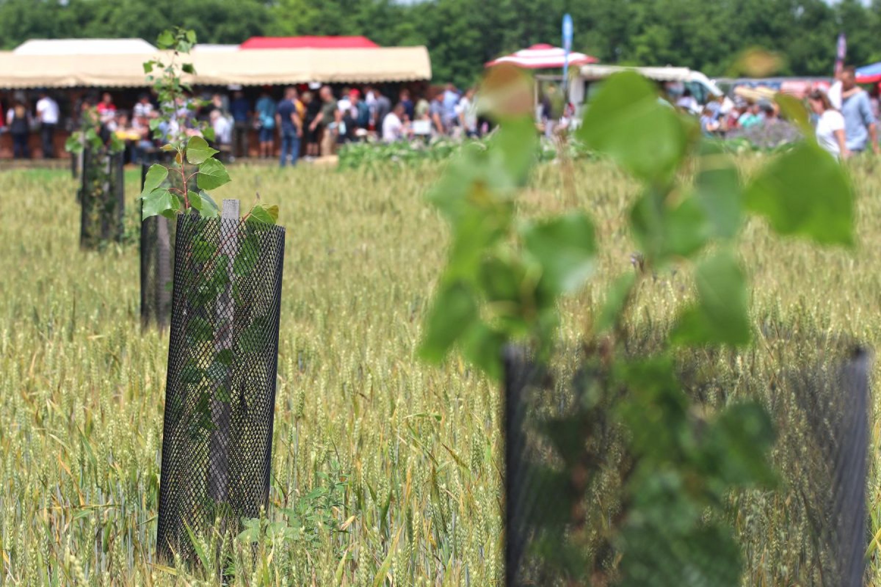 Megjelent az agrár-erdészeti rendszerek létrehozására, fenntartására kiírt pályázat