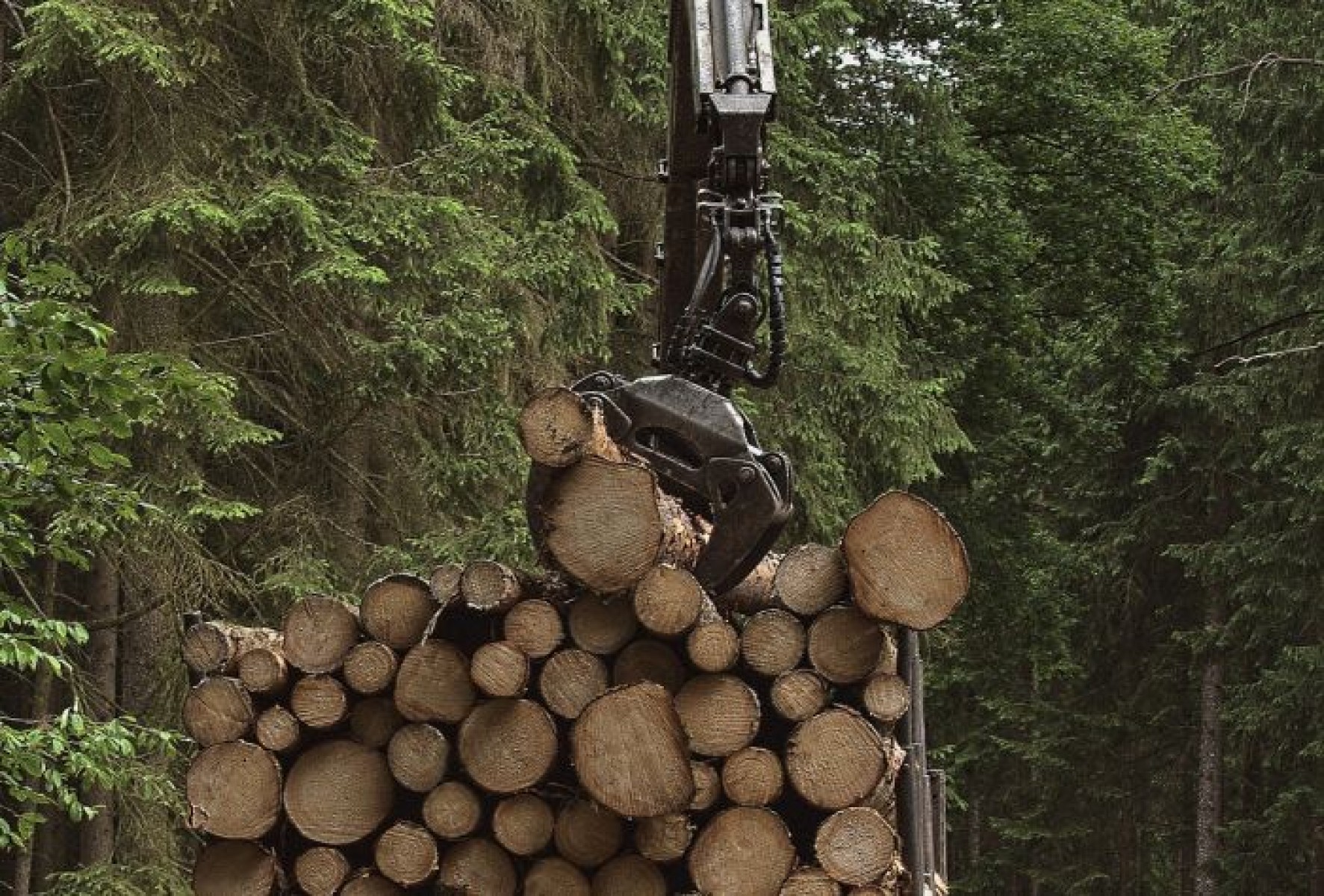Erdészeti gépkezelőt keres a Zalaerdő Zrt. harvesterre