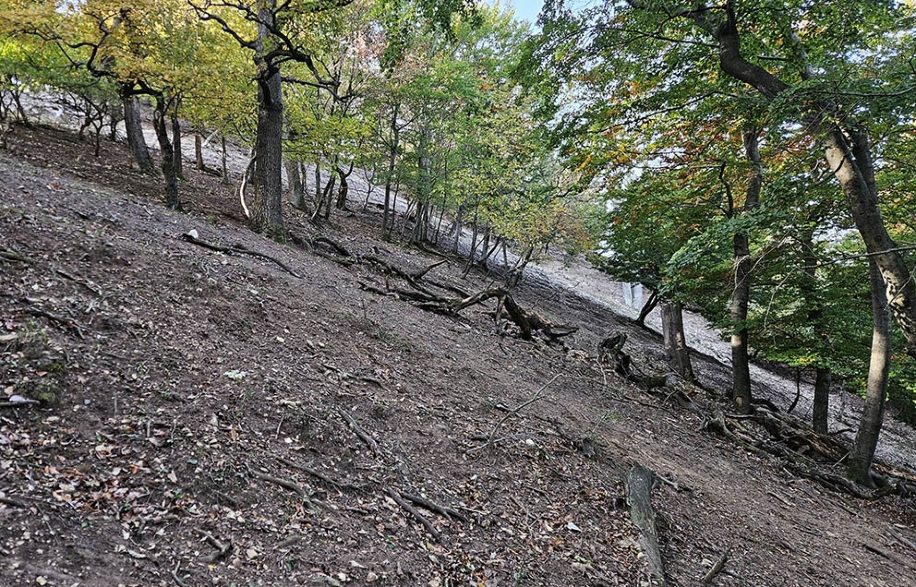 Bennszülött fafaj pusztult ki a Vértesben