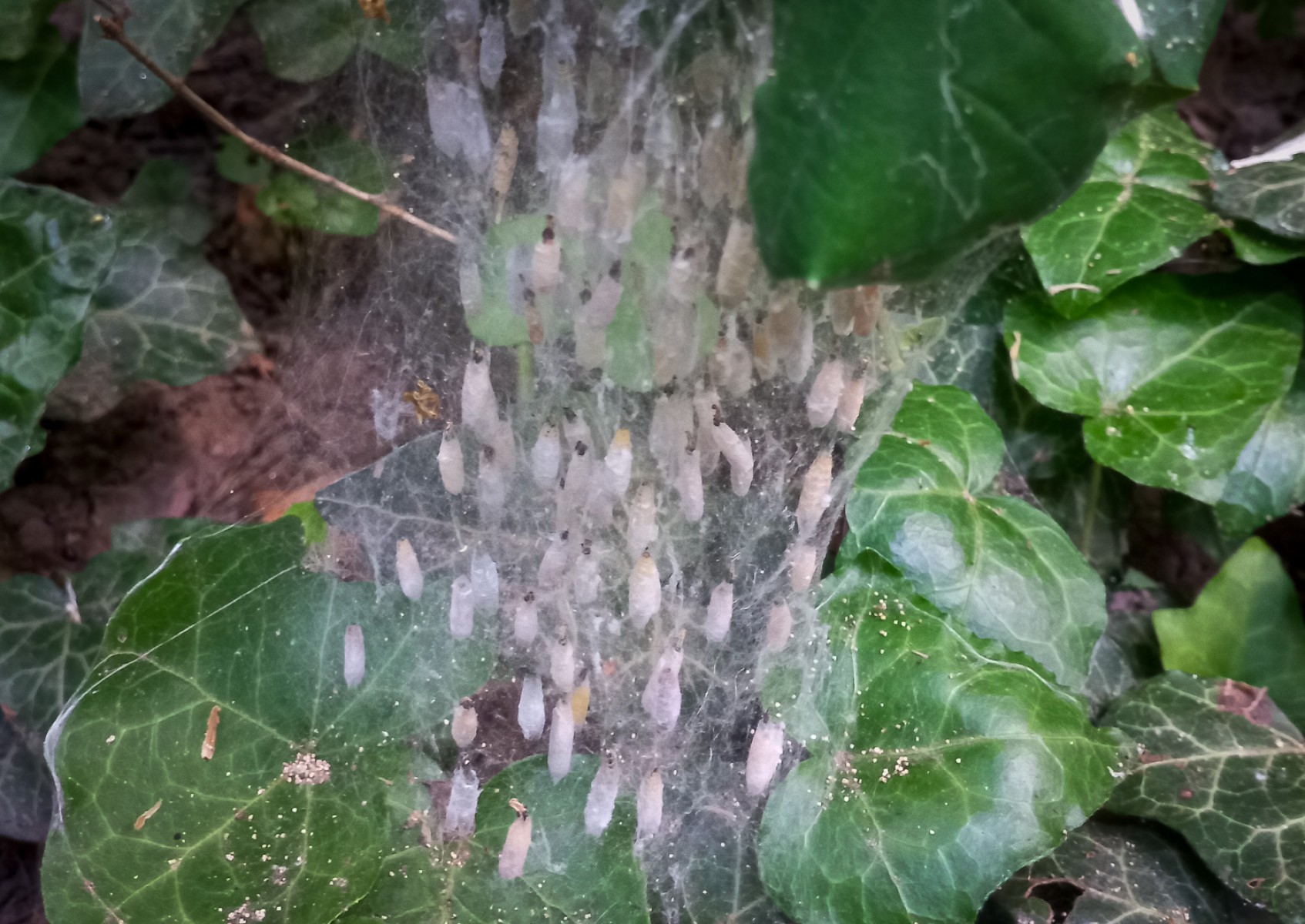 Folytatódik a városierdő-fejlesztési program az agglomerációban