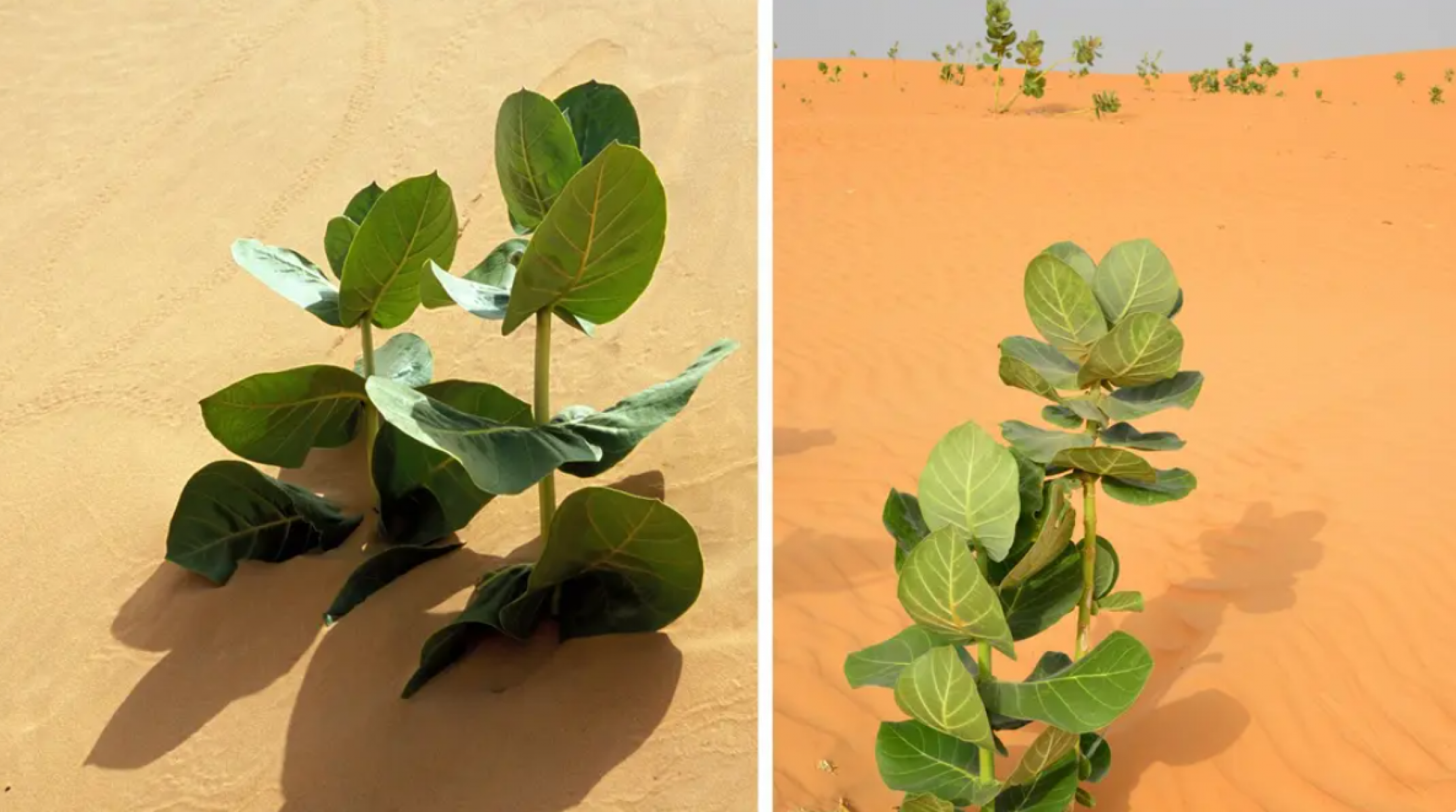 Erdővé változtatták a sivatag egy részét a kínai kutatók