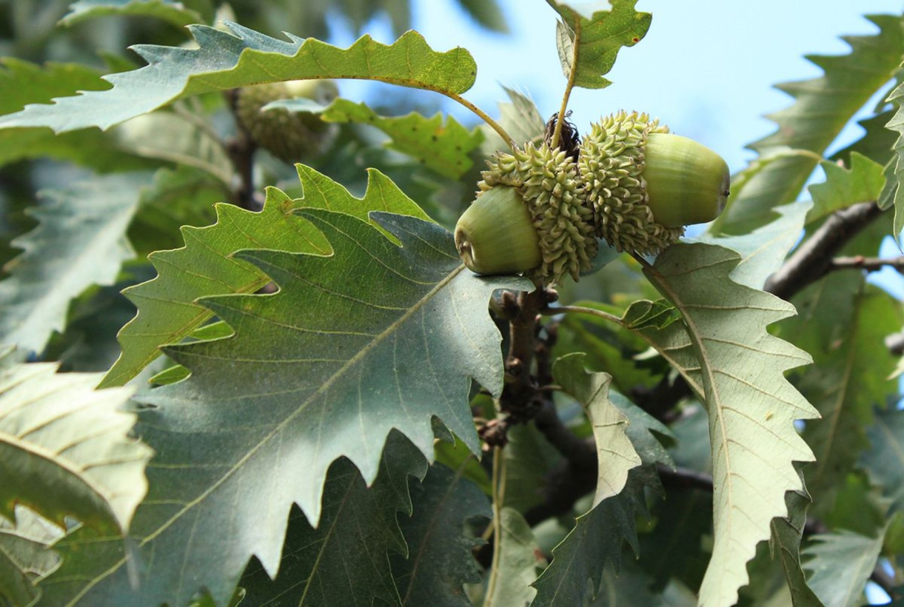 Szárazságtűrő tölgyfajokkal a klímaváltozás ellen?