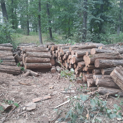 Elhordták a fát a Mecsekerdő területéről, elkapták a tetteseket