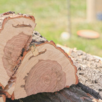 Rászorulóknak ajánlották fel a tűzifát a STIHL fakitermelő versenyén