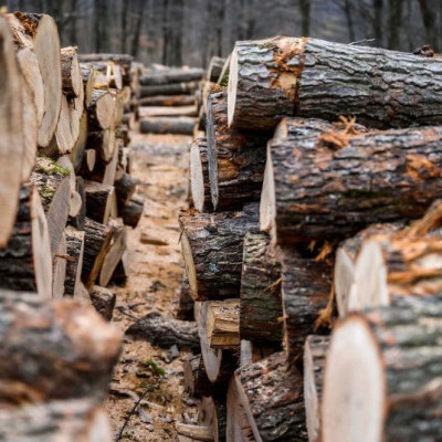 Agrárminiszter: 3600 ember óriási ütemben dolgozik a hatósági tűzifa kitermelésén