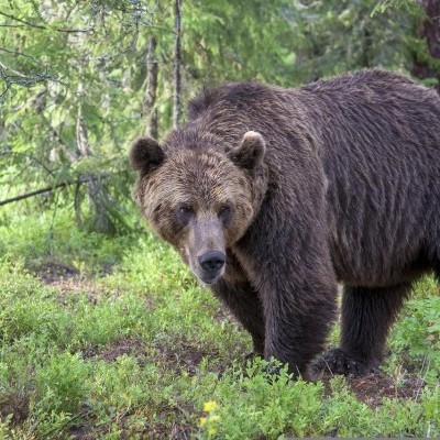 Romániában 243 medvét lőttek ki engedéllyel az utóbbi három évben