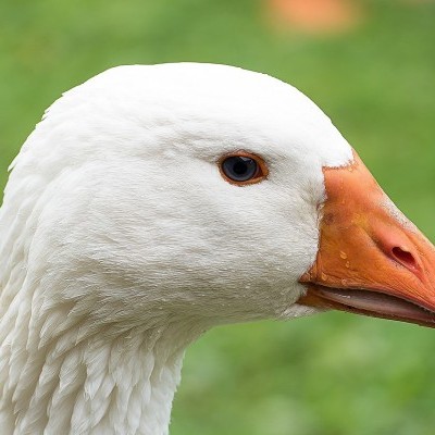 Nem kíméli a madárinfluenza Bács-Kiskun megyét