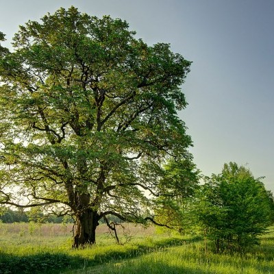 Év fája 2023: az ártéri ligeterdők fafaja kerül a fókuszba jövőre