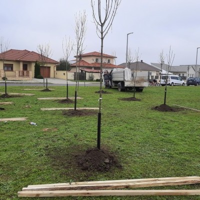 Erdészek segítségével ültettek fákat Mohácson