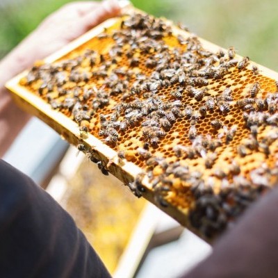 A szlovén méhészet felkerült az UNESCO kulturális örökség listájára
