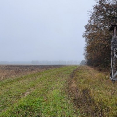 Szombathelyi Erdészet: biztosított a vadállomány téli etetése