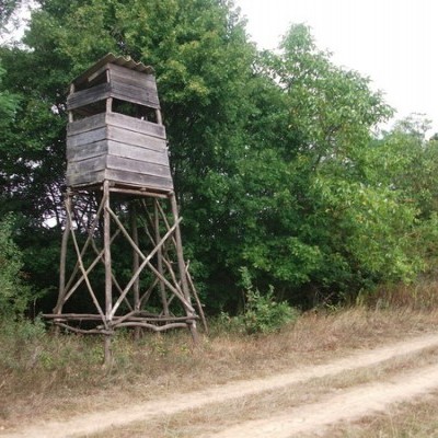 Vadászat közben lőttek meg két fiatalt Fejér megyében