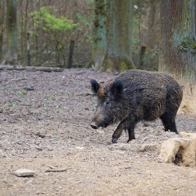 Kilőtték a Margitszigeten felbukkant vaddisznót