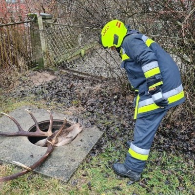 Aknába esett szarvast mentettek a tűzoltók (+KÉPEK)
