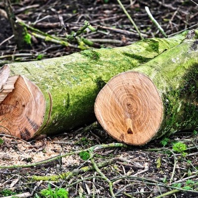 Figyelmeztető lövésekkel állították meg a fatolvajokat Maros megyében