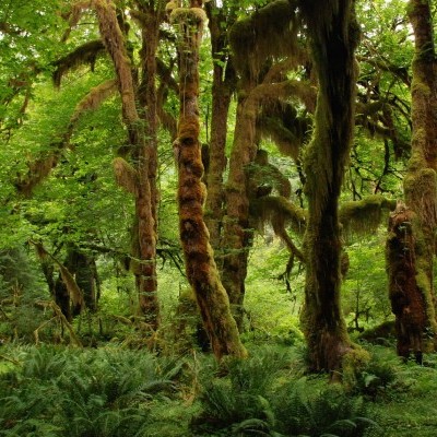 Óriásit ugrott az illegális erdőirtás az elmúlt évtizedben a brazíliai Amazonas vidékén