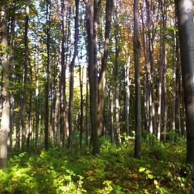 Gyérítés közben halt meg a fakitermelő, védősisak sem volt rajta