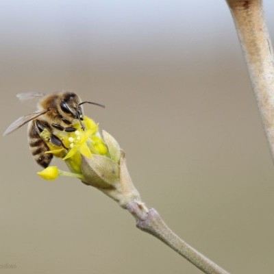 Hogyan befolyásolják az erdei ökoszisztémák a méhek életét?