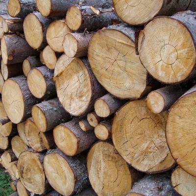 Illegális fakitermelés és kereskedelem: több mint 63 millió forint büntetést róttak ki 
