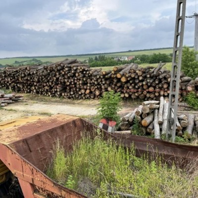 Illegálisan működő fatelepet zártak be