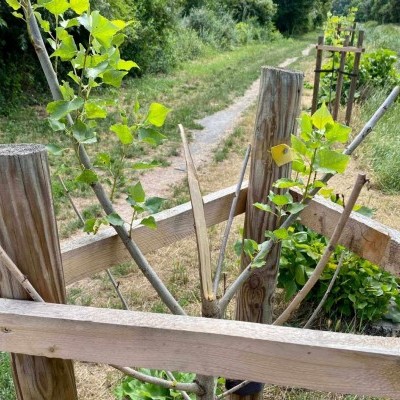 Több tucat facsemetét rongáltak meg az Újtelepi Parkerdőben