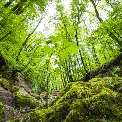 Idén mintegy 145 hektáron végzett erdősítést a Pilisi Parkerdő