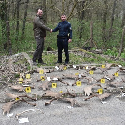 Nagyjából 40 kilónyi agancsot gyűjtöttek be engedély nélkül