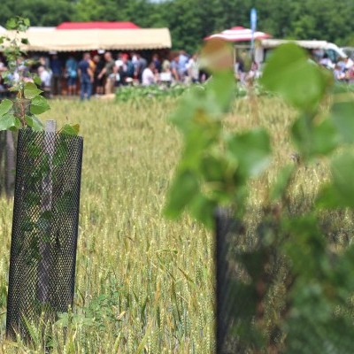 Megjelent az agrár-erdészeti rendszerek létrehozására, fenntartására kiírt pályázat