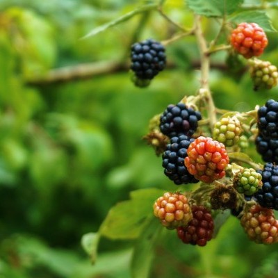 Agrárerdészeti rendszerekben tesztelik a legérzékenyebb bogyósokat