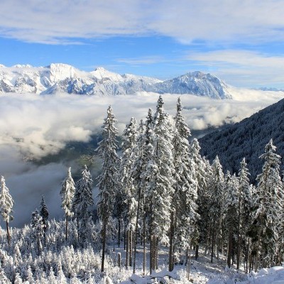 Aszály, kártevők, tűzvészek - Veszélyben az ősi erdőségek