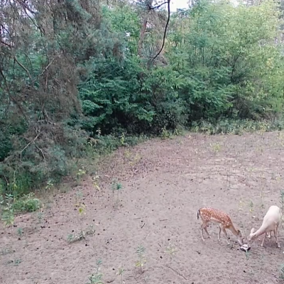 Hófehér dámszarvast rögzített a vadkamera