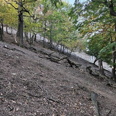 Bennszülött fafaj pusztult ki a Vértesben