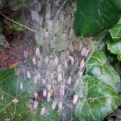 Folytatódik a városierdő-fejlesztési program az agglomerációban